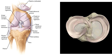 Meniscal Surgery